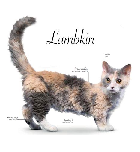 a cat standing on top of a white floor next to the words lamblkin