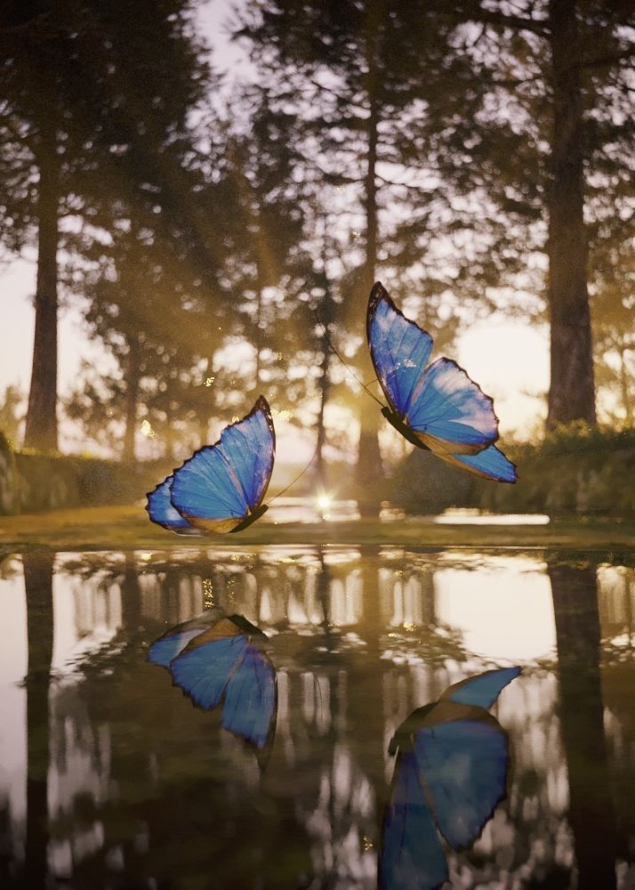 two blue butterflies are flying over the water in front of some tall trees and grass