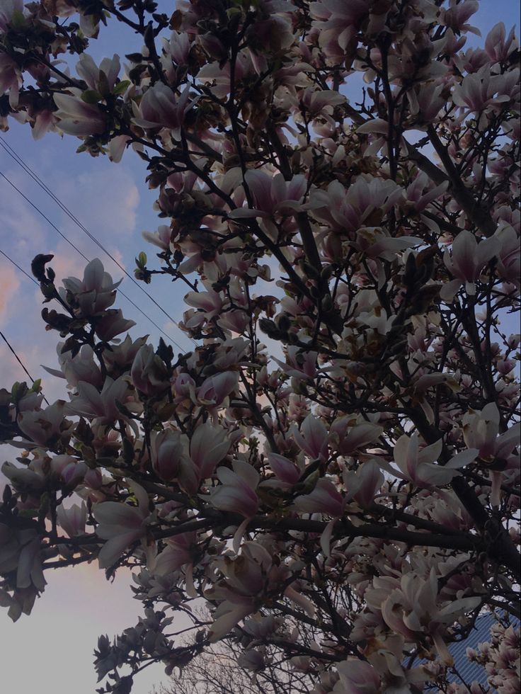 a tree with lots of white flowers in the foreground and power lines in the background