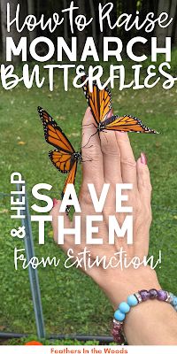 a hand holding a butterfly with the words how to raise monarch butterflies save them from destruction