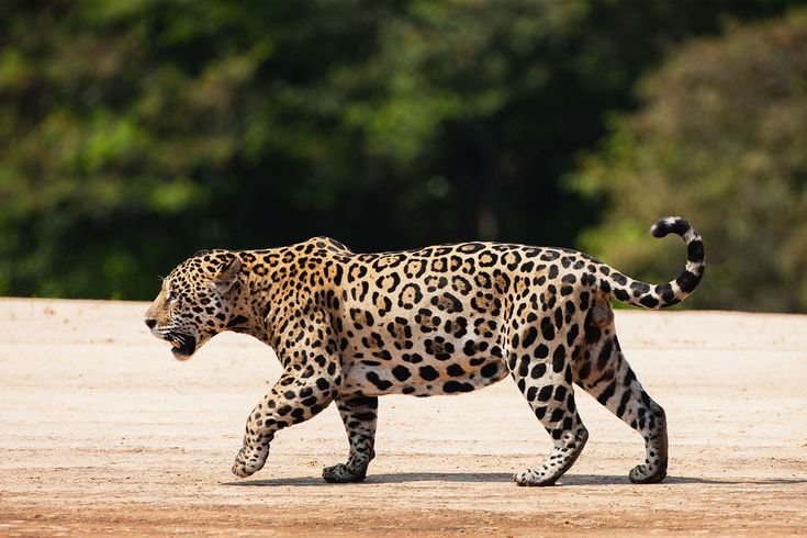 a large leopard walking across a dirt field