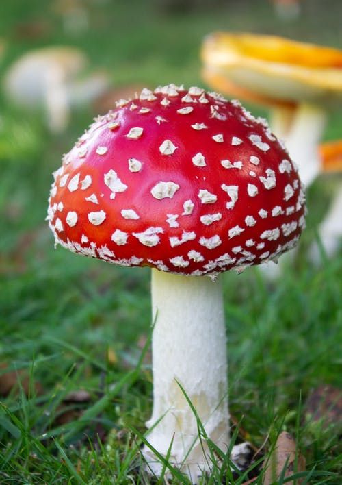 a red and white mushroom sitting in the grass