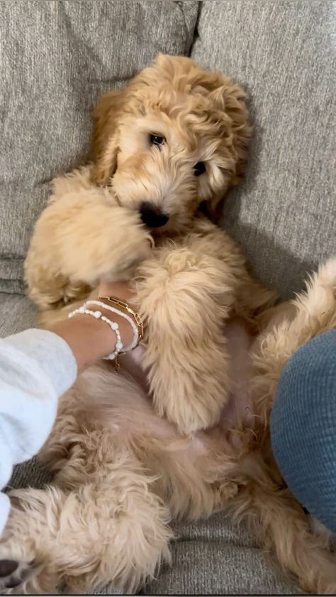 a dog is sitting on the couch with its owner's arm around it,