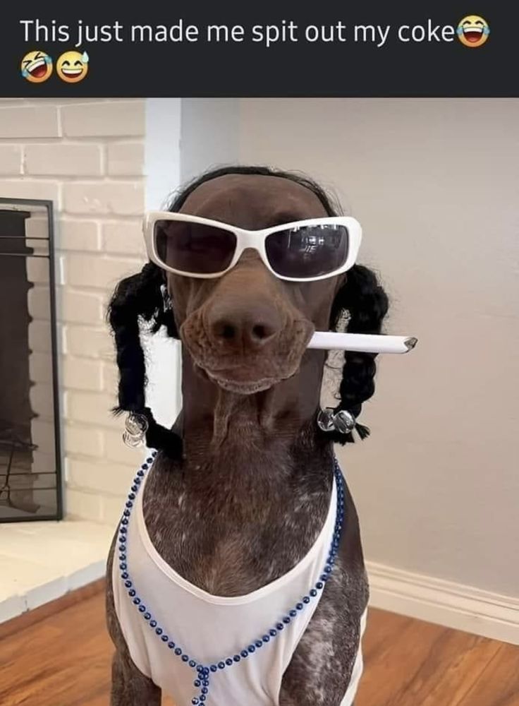 Funny Dog Photos, Snoop Dog, Dog Halloween Costumes, Funny Animal Jokes, Dog Costumes, Cute Funny Dogs, Animal Jokes, Dog Halloween, Pics Art