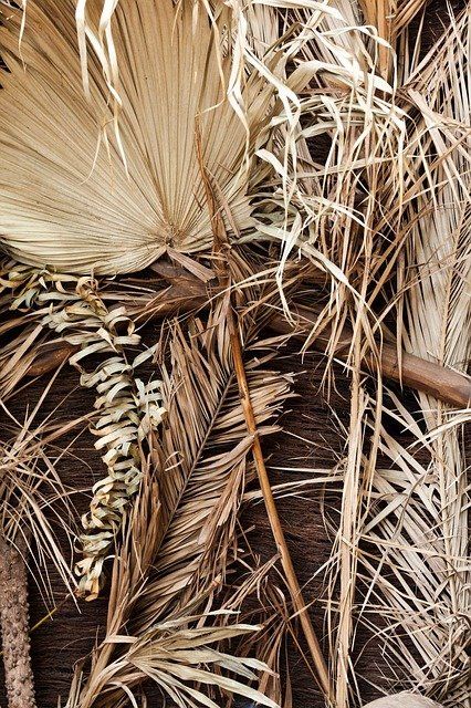 close up view of palm fronds and leaves on the ground in an outdoor area