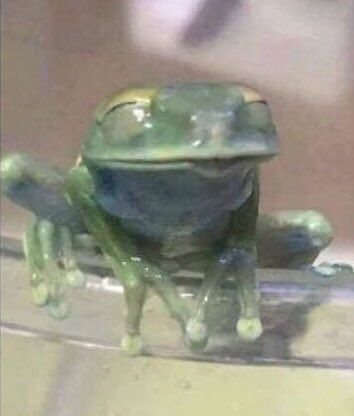 a green frog sitting on top of a glass table