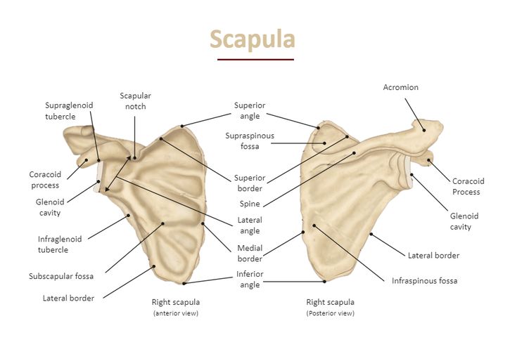 the scapula and its major structures are shown in this diagram, with labels on each side