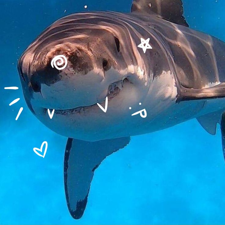 a close up of a shark under water with words written on it's side