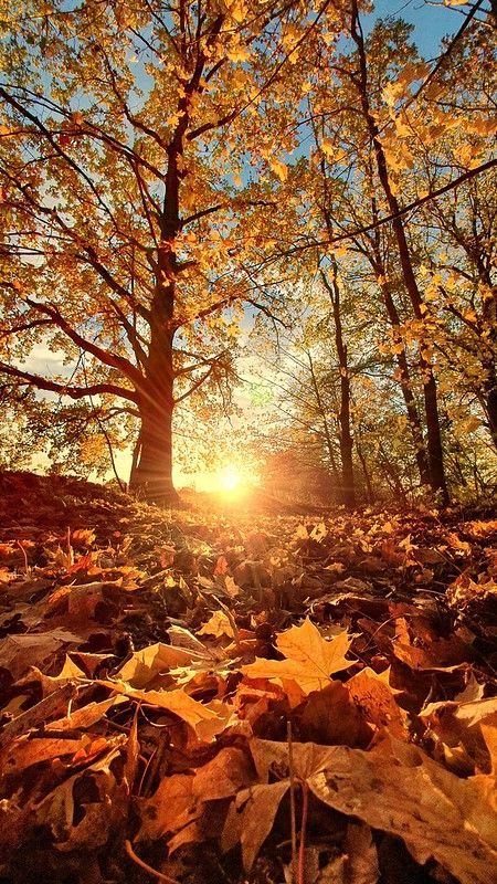 the sun is shining through some trees in the woods with leaves on the ground around it