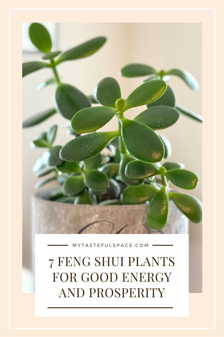 jade plant with the words jade plant, the prosperity and friendship plant