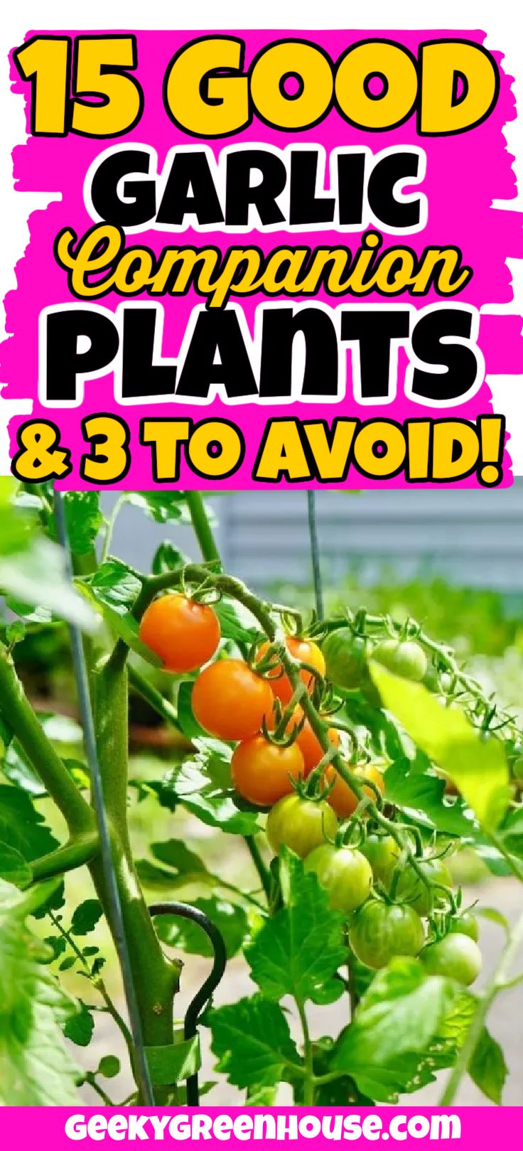 some tomatoes are growing on the plant with text overlay that reads 15 good garlic companion plants & 3 to avoid