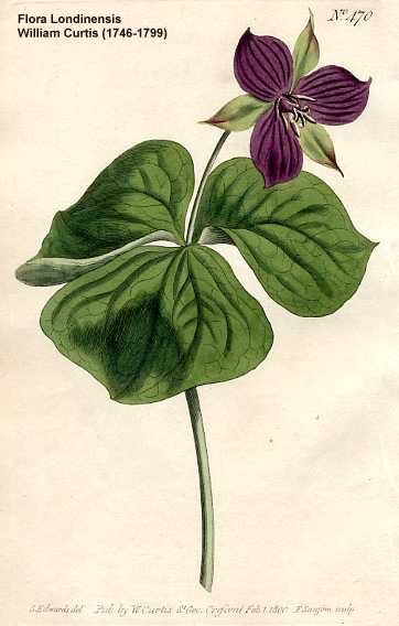 an illustration of a purple flower with green leaves