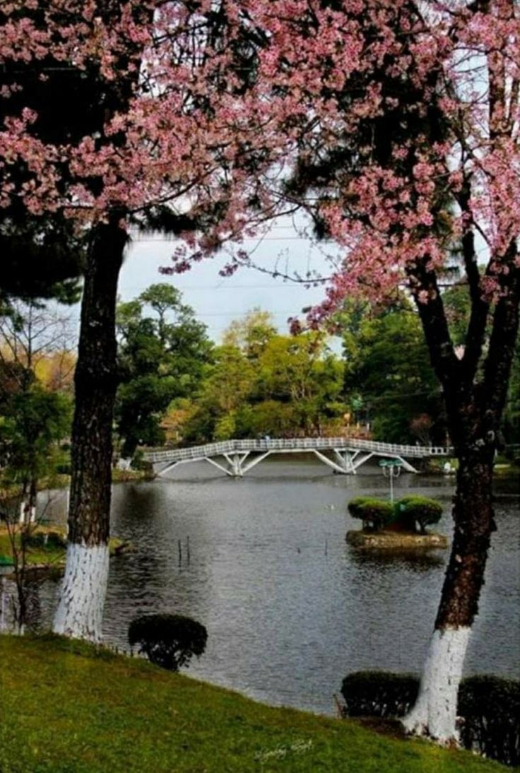 the trees are blooming in the park by the water with a bridge over it