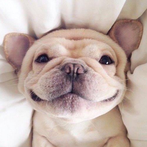 a close up of a dog laying on a bed