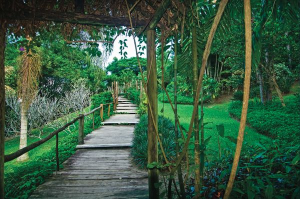 a wooden walkway in the middle of a lush green forest