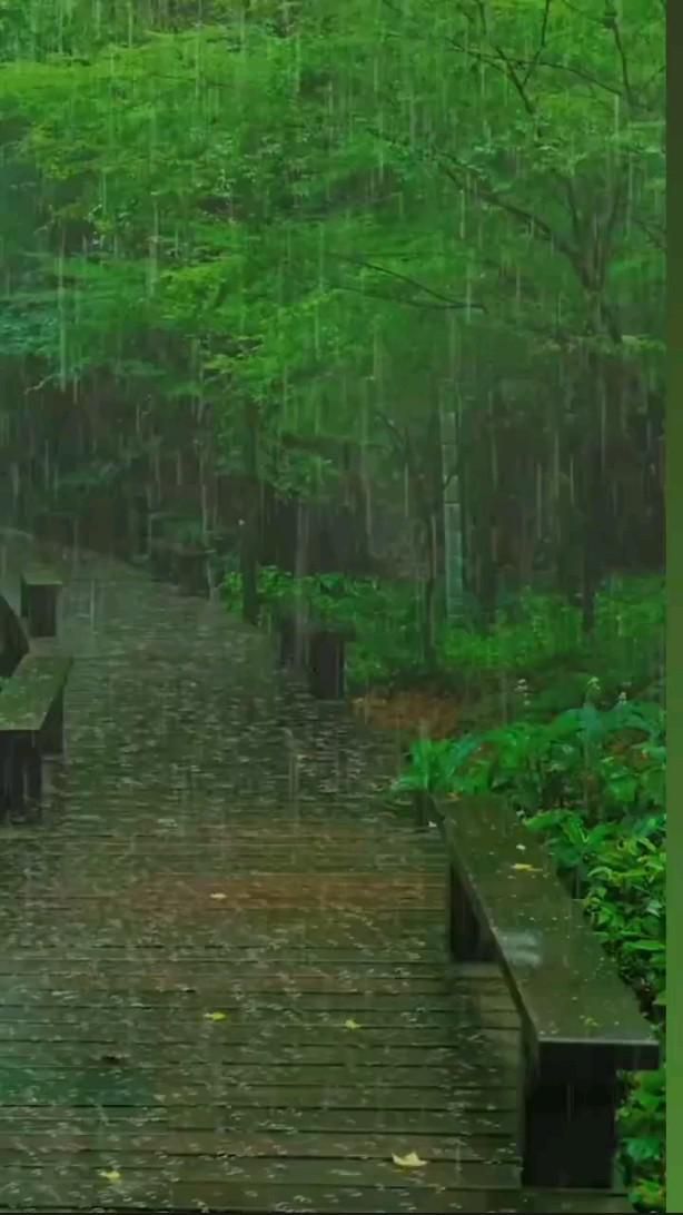 a wooden walkway in the rain with benches and trees on either side that are covered by green foliage