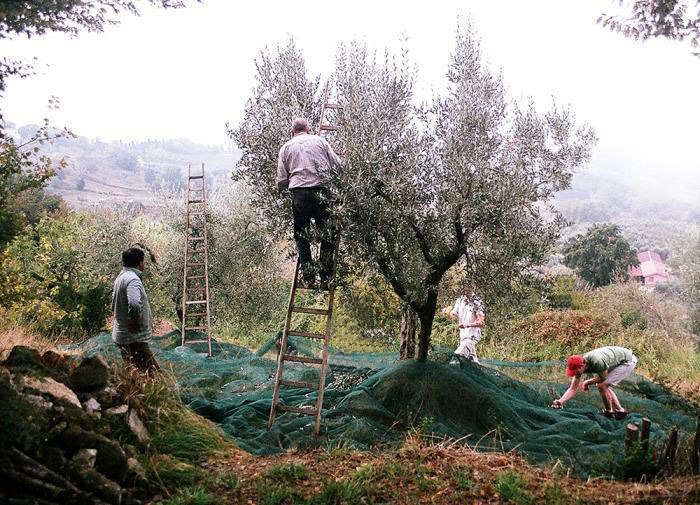 people are working on an apple tree in the field while another man stands on a ladder