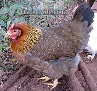 a chicken standing next to another chicken on the ground