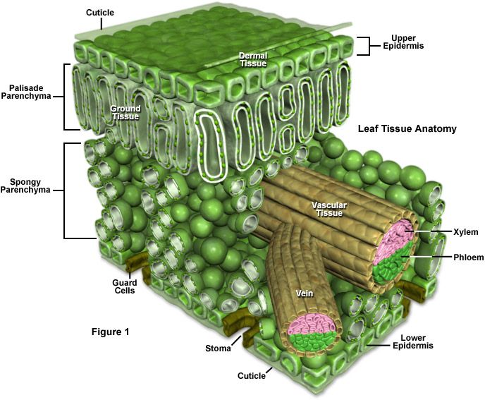 the structure of an animal's cell is shown in this diagram, with all its components labeled