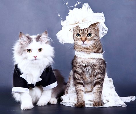 two cats dressed up as bride and groom