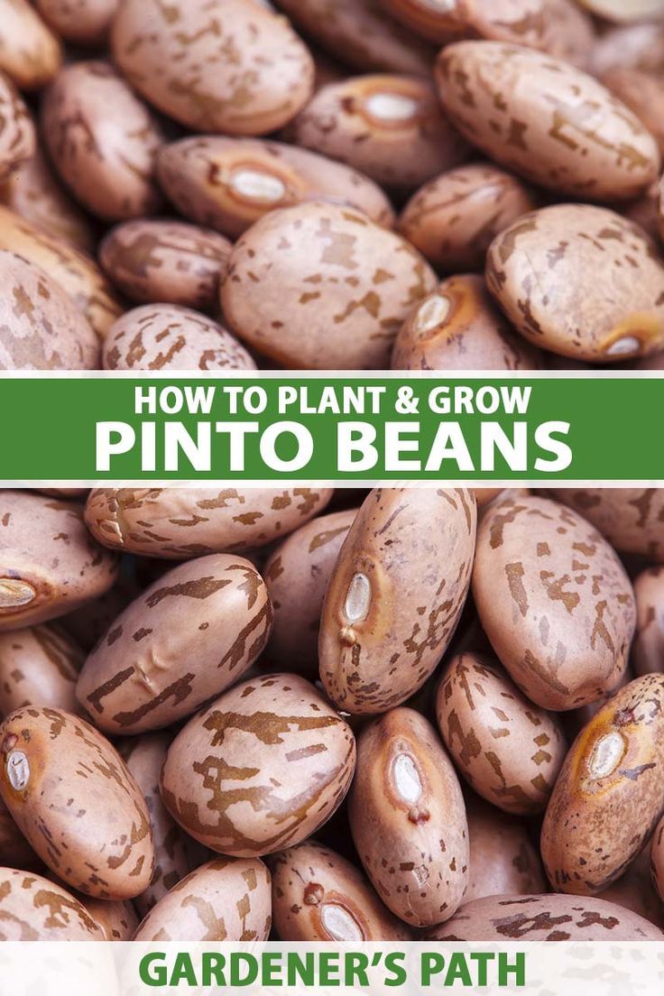 how to plant and grow pinto beans in your garden's path from the ground up