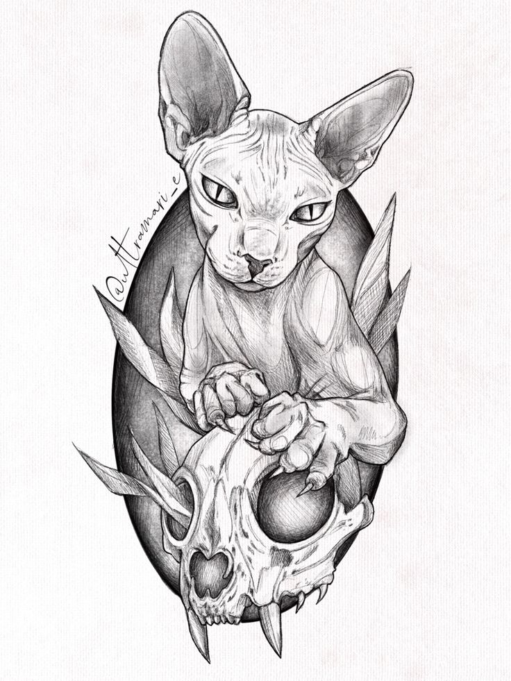 a drawing of a cat with a human skull