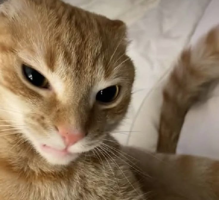 an orange and white cat sitting on top of a bed looking at the camera with its eyes wide open