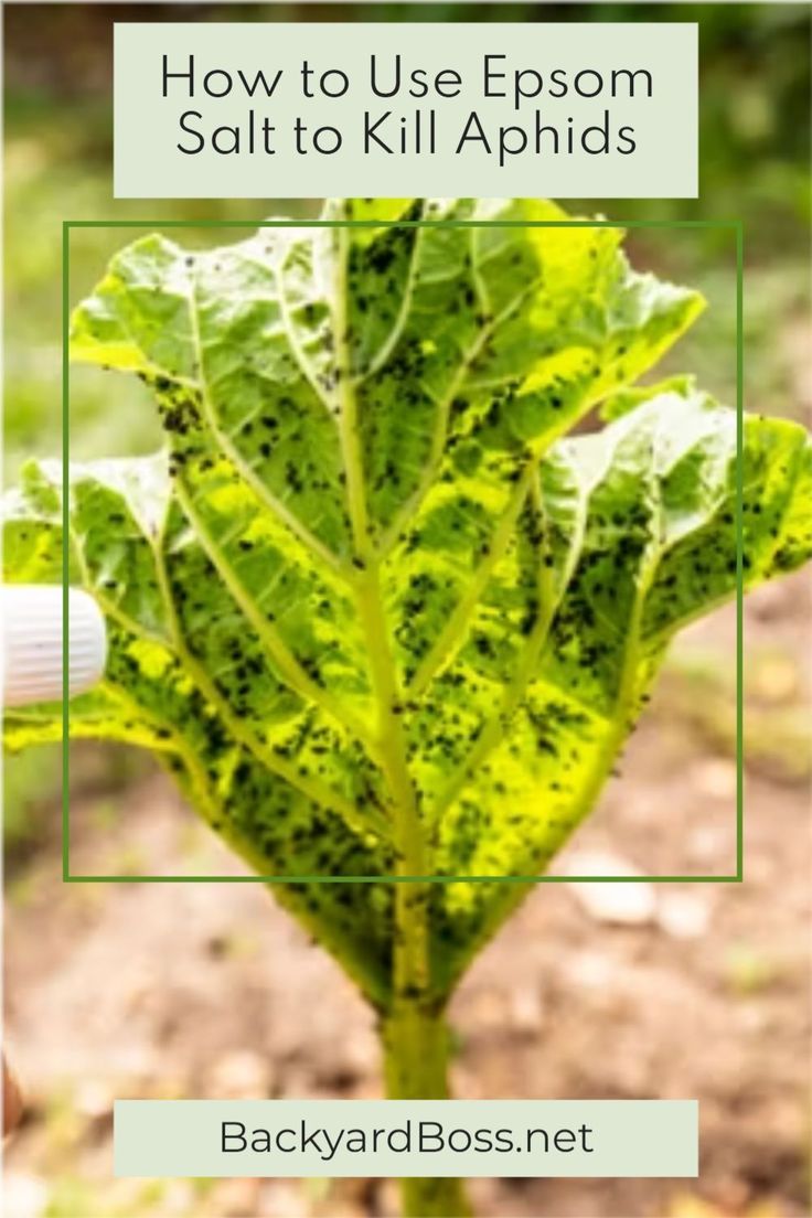 a leafy plant with the words how to use epsom salt to kill aphilds