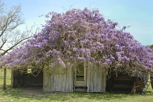 Emilialua Garden Wisteria, Wisteria House, Blue Wisteria, Wisteria Garden, Wisteria Lane, Purple Wisteria, Green Roofs, House Cottage, Potting Sheds