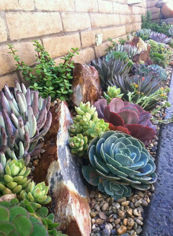 many different types of succulents are growing in the ground next to a brick wall