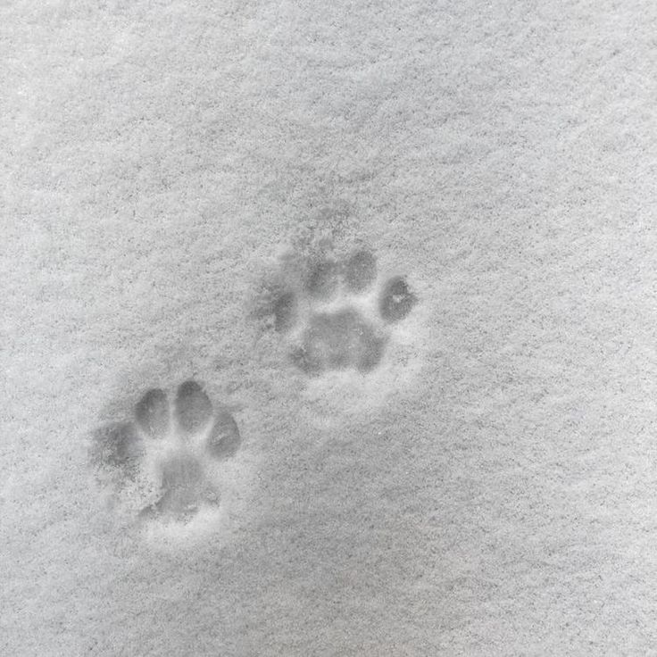 an animal's paw prints in the snow