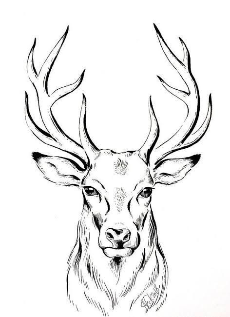 a black and white drawing of a deer's head