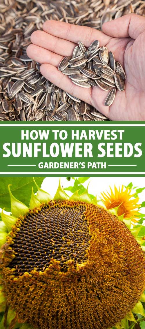 the sunflower seeds are being held by someone's hand with text overlay