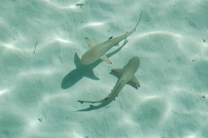 two small sharks swimming in the clear water near each other's tails and feet