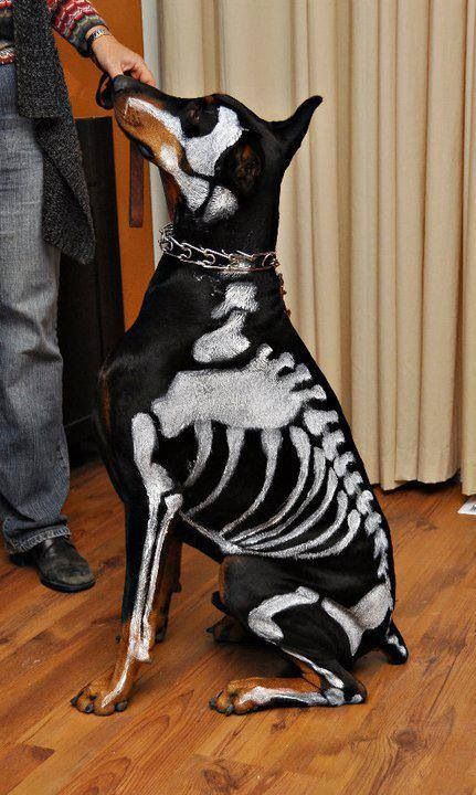 a black and white dog with skeleton print on it's back sitting in front of a person