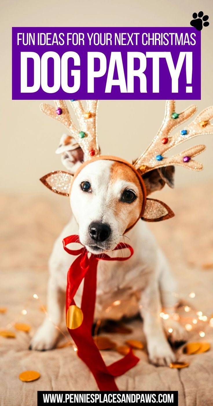 Fun Ideas for Your Next Christmas Dog Party! Dog Treats Christmas, Themed Christmas Party, Happy Pawlidays, Christmas Dog Treats, Treats Christmas, Christmas Party Activities, Christmas Party Themes, Tail Wagging, Dog Birthday Party