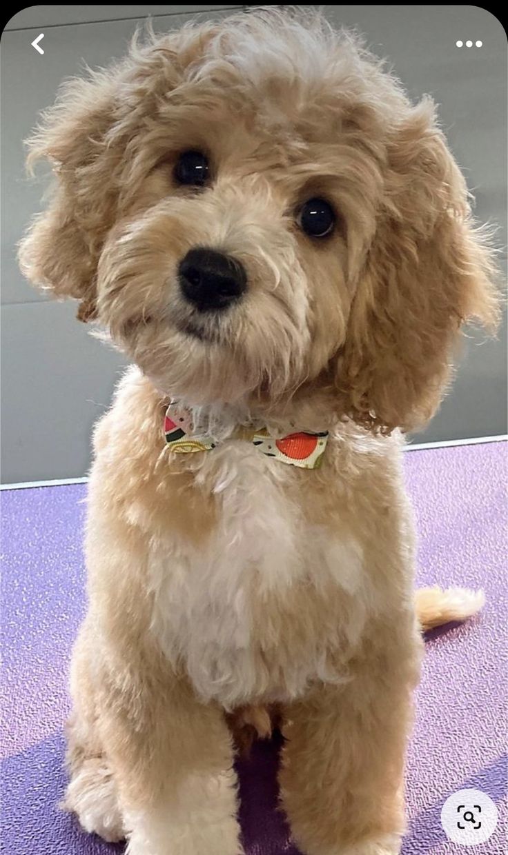 a small brown dog sitting on top of a purple floor