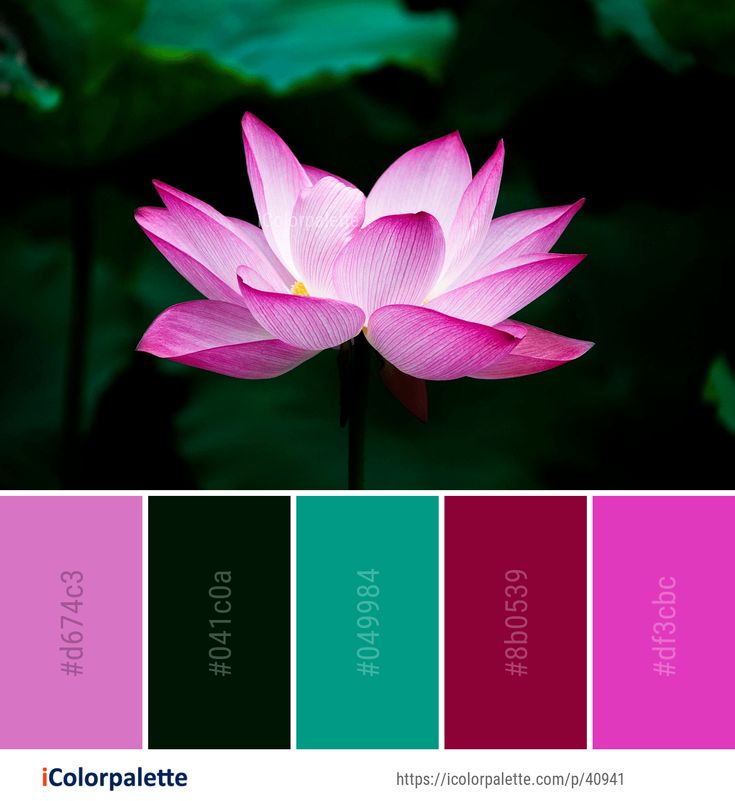 a pink lotus flower with green leaves in the background and color palette swatches below