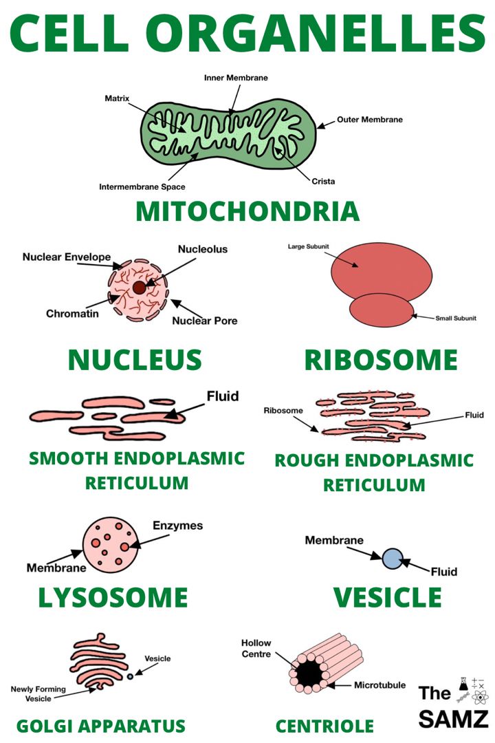 cell organelles are labeled in green and white text, with the names below them