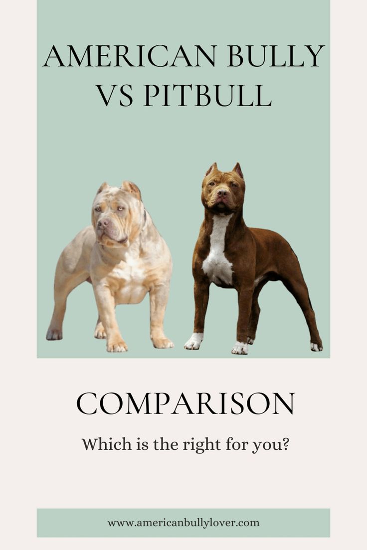 American Bully vs Pitbull comparison Pocket Bully Dogs, American Bully Classic, Pitbull Mix Breeds, Pitbull Breeds, American Bully Puppy, American Bully Pitbull, American Bully Pocket, American Bully Dog, Xl Pitbull