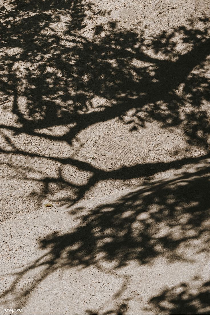 the shadow of a tree on the ground