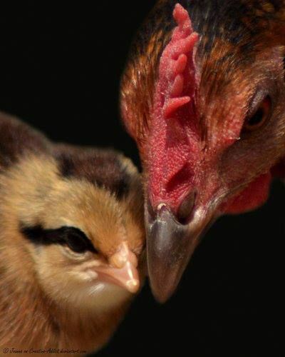 a close up of two chickens with one looking at the other's face and nose