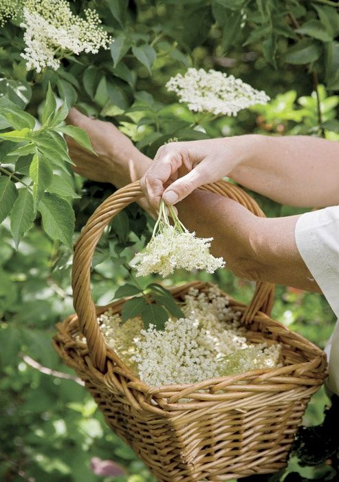 a person picking flowers from a bush in a basket