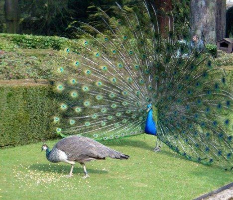 a peacock with its feathers spread out on the grass in front of a hedged area