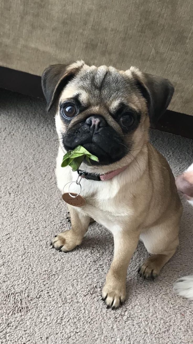 a small pug dog sitting on the floor with a green leaf in its mouth