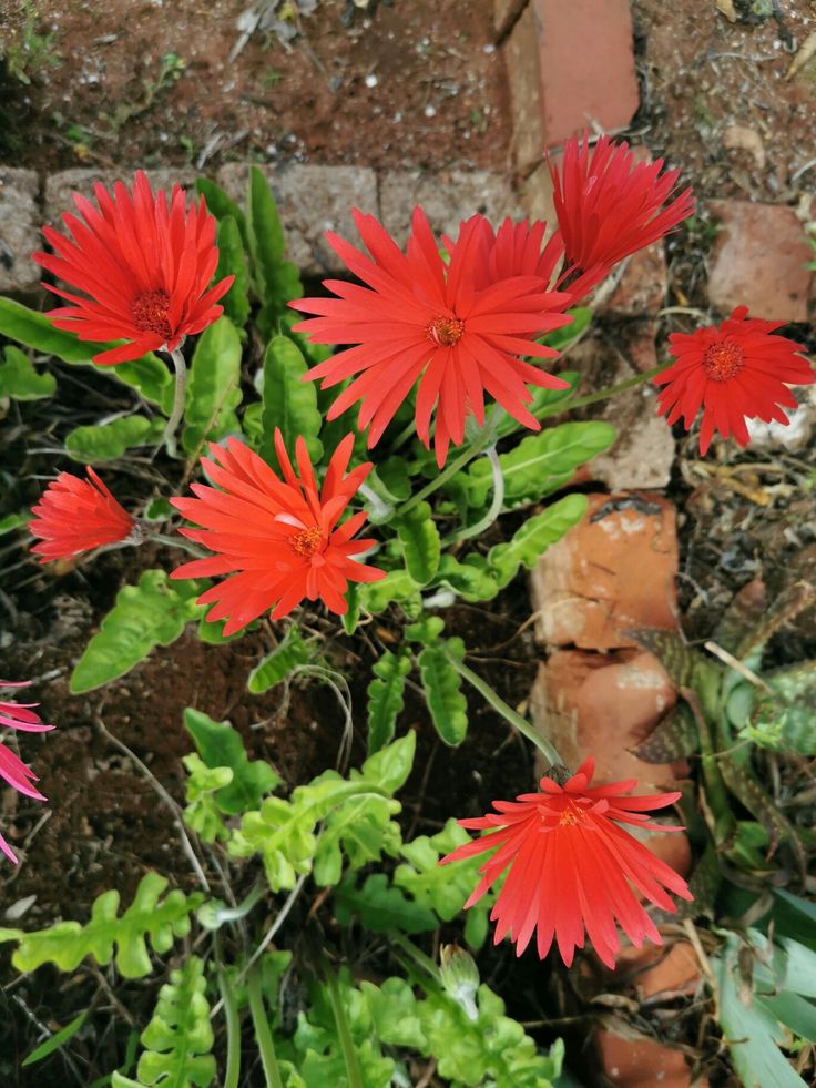 some red flowers are growing in the dirt