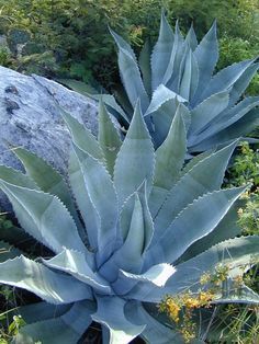 a large blue plant sitting next to a rock