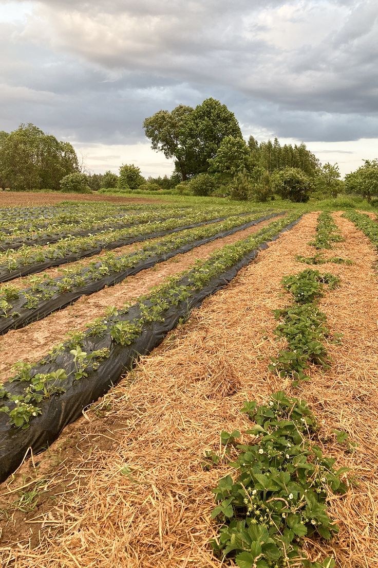 rows of plants growing in the middle of a field with hay and straw on the ground