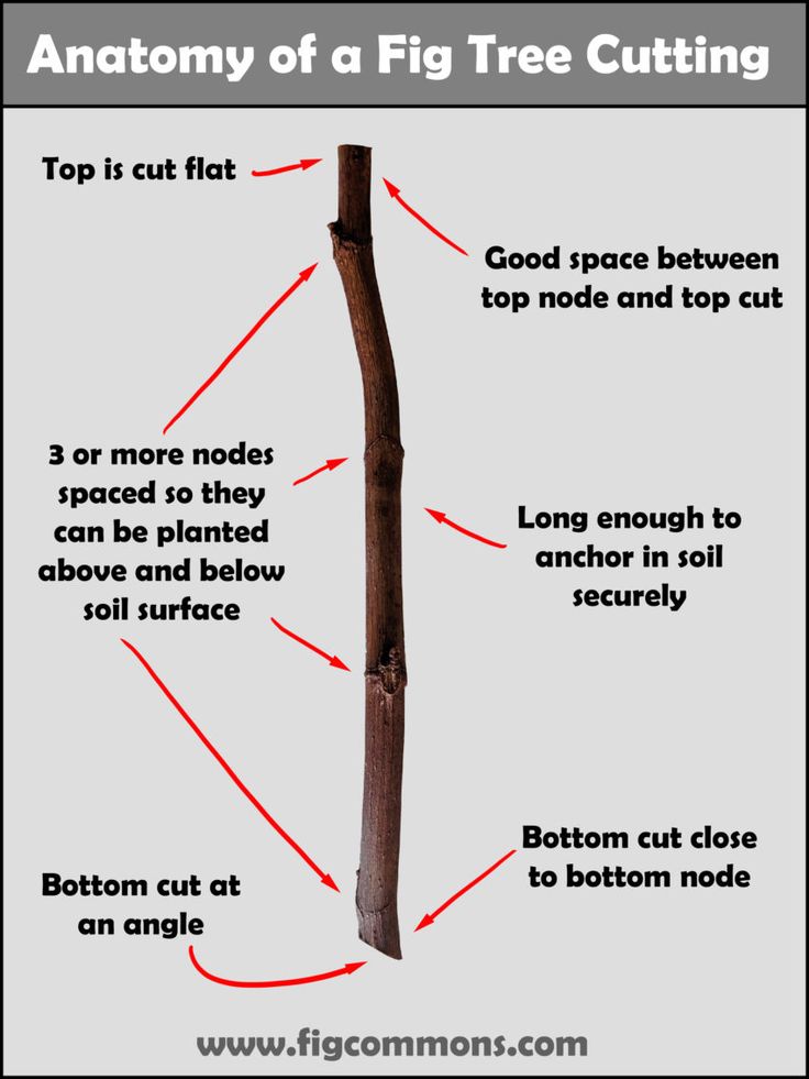 the anatomy of a tree cutting with instructions on how to cut it and how to use it