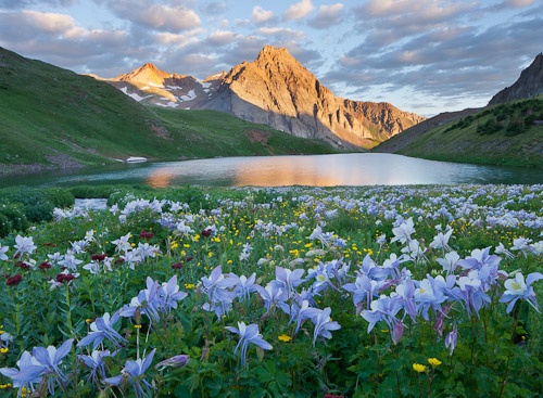 wildflowers in the foreground with mountains in the background at sunset or dawn